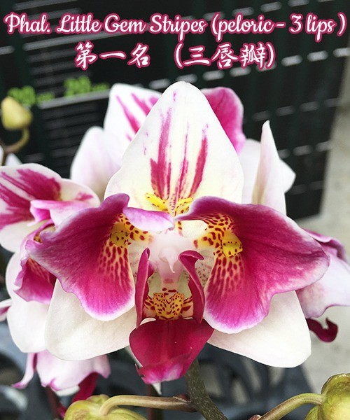 Пред заказ -Орхидеи Mikiorchid 2019 сентябрь .Доставлен в Тюмень Phal-Little-Gem-Stripes-peloric